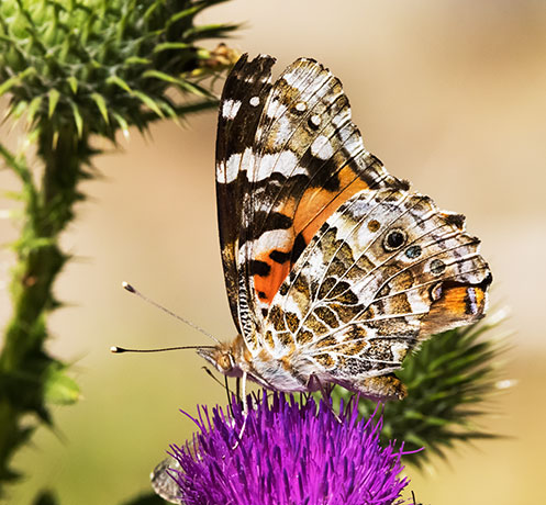 Painted Lady Vanessa cardui  Butterfly