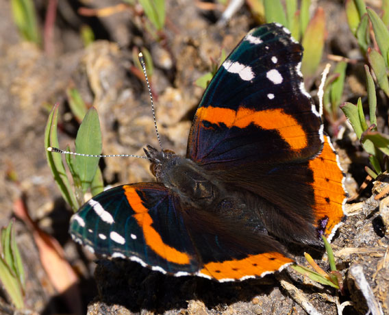 Red Admiral Vanessa atalanta Butterfly
