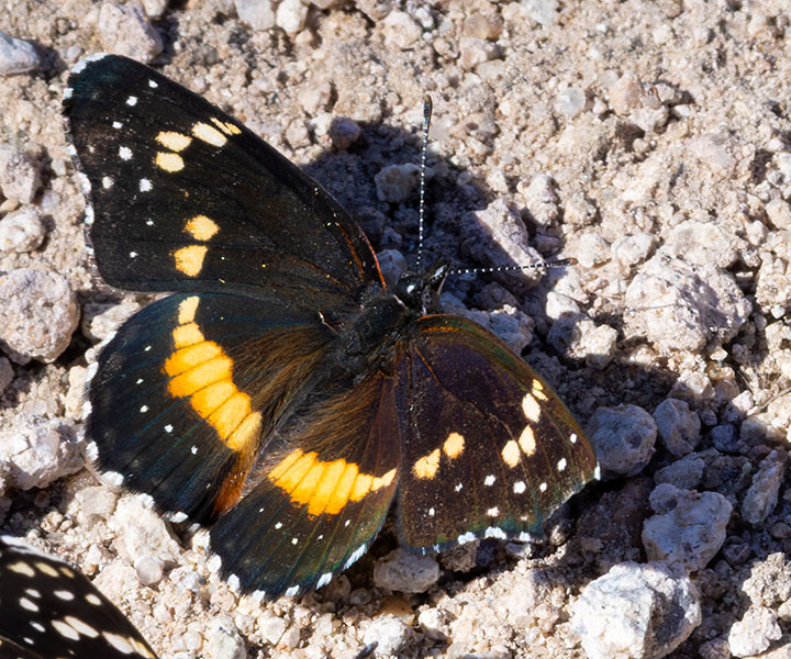 Bordered Patch Chlosyne lacinia Butterfly
