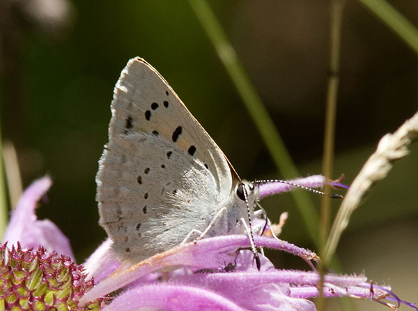 Ruddy Copper Lycaena rubidus 