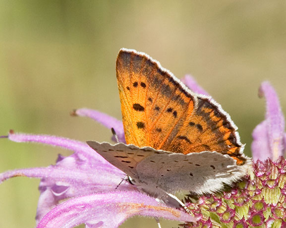 Ruddy Copper Lycaena rubidus 