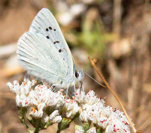 Blue Copper Lycaena (Chalceria) herteronea 