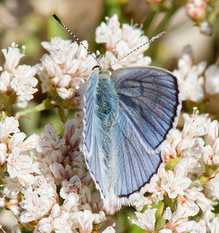 Blue Copper Lycaena (Chalceria) herteronea 