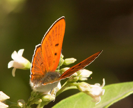 Ruddy Copper Lycaena rubidus 