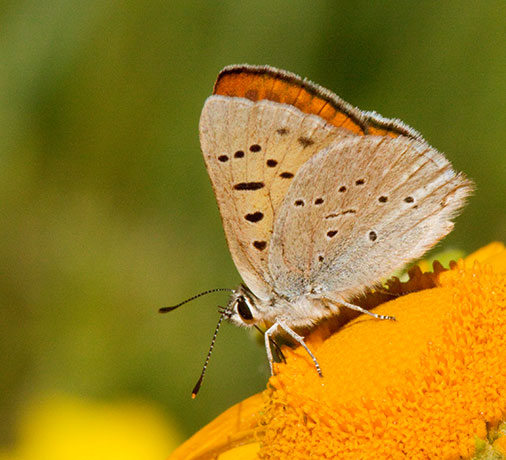 Ruddy Copper Lycaena rubidus 