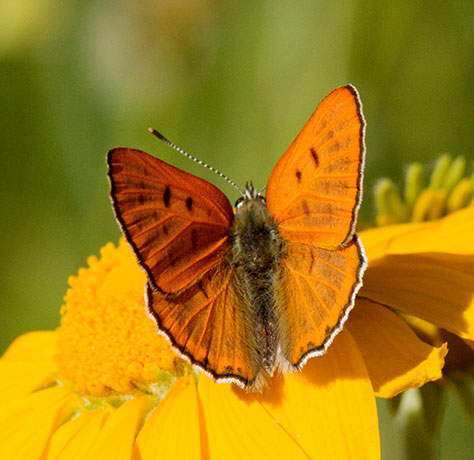Ruddy Copper Lycaena rubidus 
