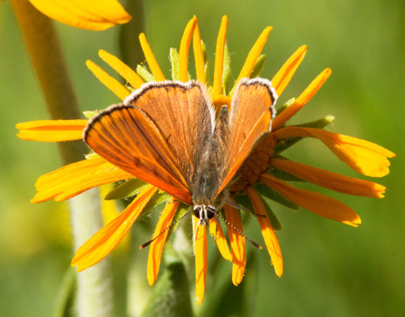 Ruddy Copper Lycaena rubidus 