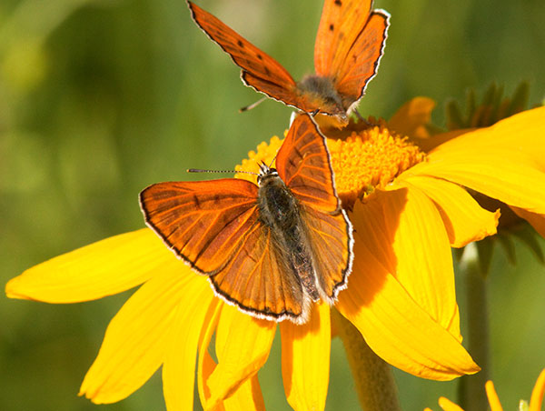 Ruddy Copper Lycaena rubidus 