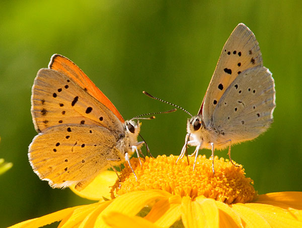 Ruddy Copper Lycaena rubidus 