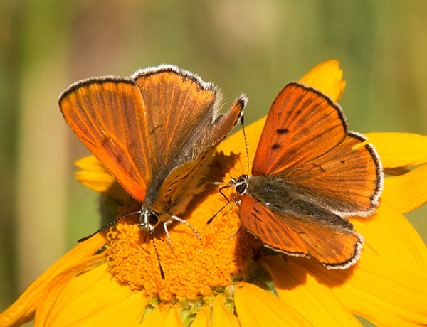 Ruddy Copper Lycaena rubidus 