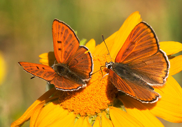 Ruddy Copper Lycaena rubidus 