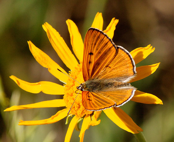 Ruddy Copper Lycaena rubidus 