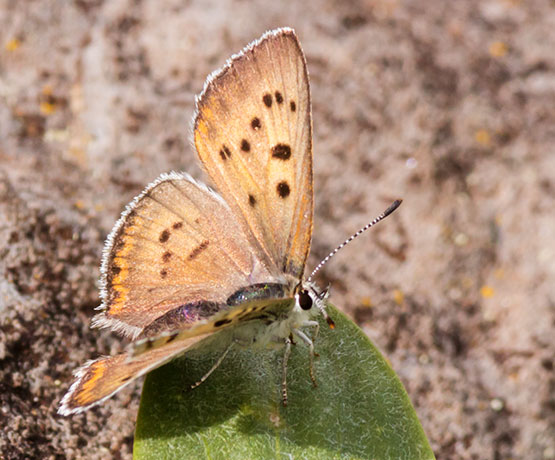 Purplish Copper Lycaena helloides  