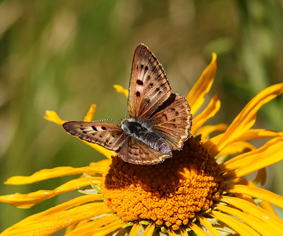 Ruddy Copper Lycaena rubidus 