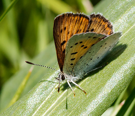 Ruddy Copper Lycaena rubidus 