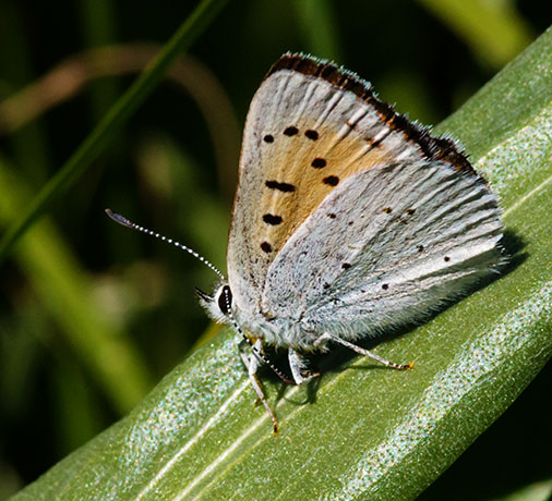 Ruddy Copper Lycaena rubidus 
