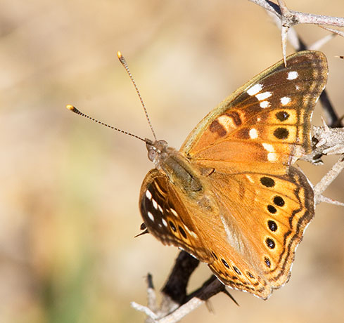 Empress Leilia Asterocampa leilia Butterfly