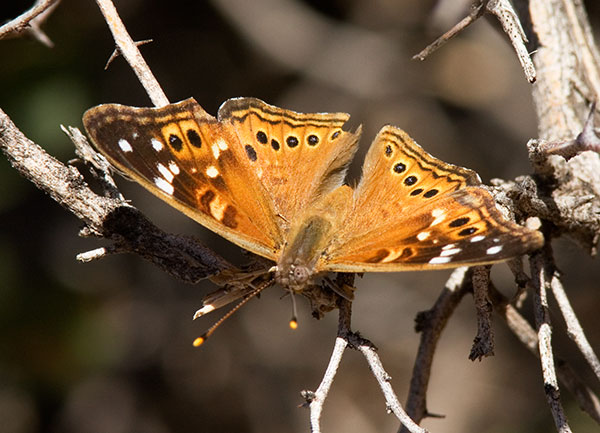 Empress Leilia Asterocampa leilia Butterfly