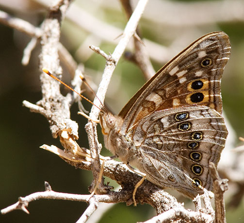 Empress Leilia Asterocampa leilia Butterfly
