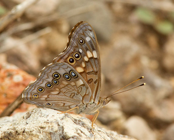 Hackberry Emperor Asterocampa celtis  Butterfly