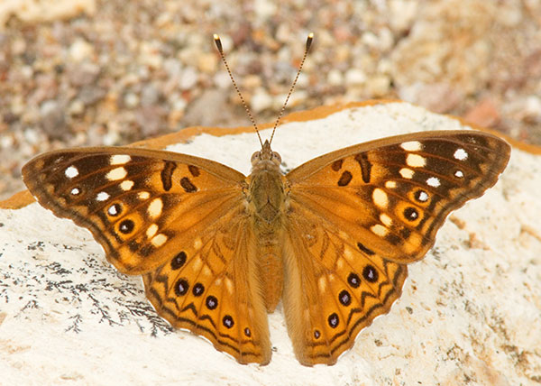 Hackberry Emperor Asterocampa celtis  Butterfly