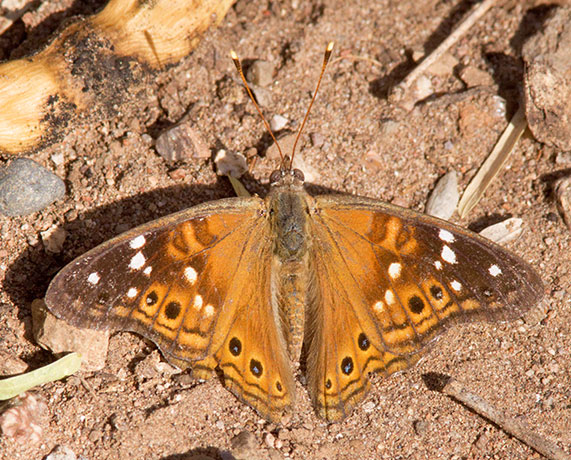 Empress Leilia Asterocampa leilia Butterfly