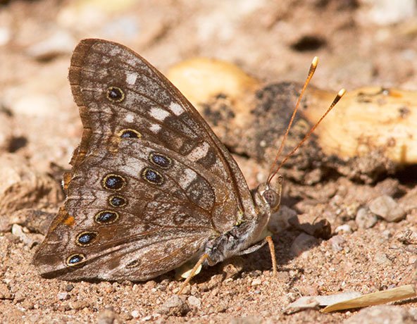 Empress Leilia Asterocampa leilia Butterfly