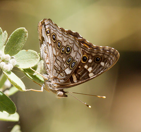 Empress Leilia Asterocampa leilia Butterfly