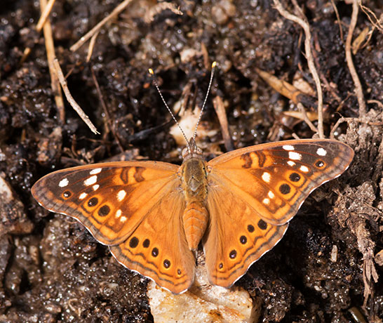 Empress Leilia Asterocampa leilia Butterfly