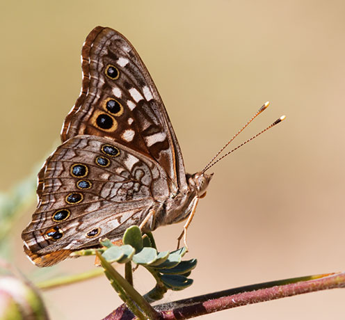 Empress Leilia Asterocampa leilia Butterfly