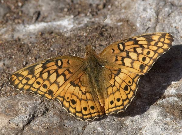 Variegated Fritillary Euptoieta claudia 