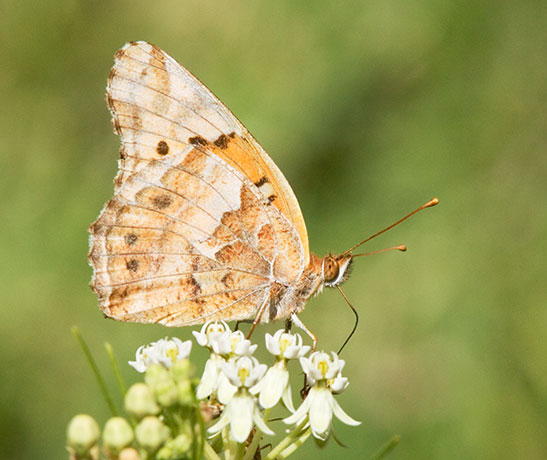 Variegated Fritillary Euptoieta claudia