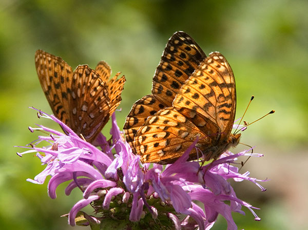 Atlantis Fritillary Speyeria atlantis Butterfly
