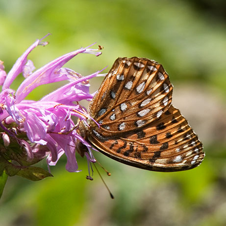 Atlantis Fritillary Speyeria atlantis Butterfly