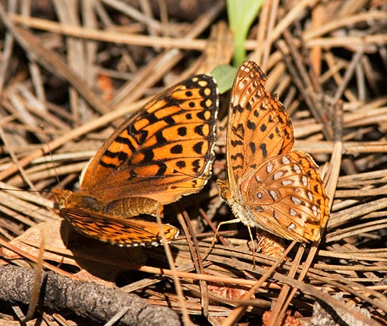 Atlantis Fritillary Speyeria atlantis Butterfly on ground