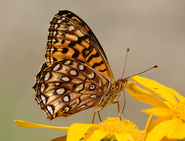 Atlantis Fritillary Speyeria atlantis Butterfly