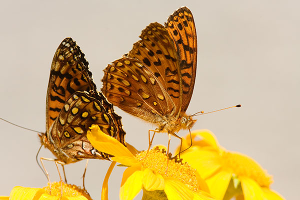Atlantis Fritillary Speyeria atlantis Butterfly