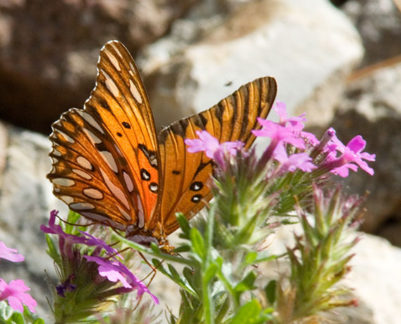 Gulf Fritillary Agraulis vanillae Butterfly