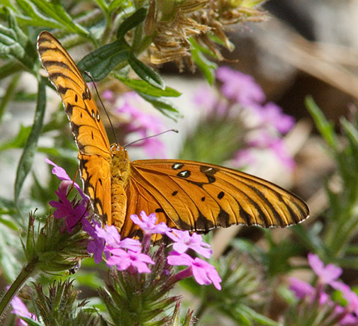 Gulf Fritillary Agraulis vanillae Butterfly