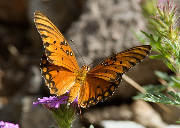 Gulf Fritillary Agraulis vanillae Butterfly