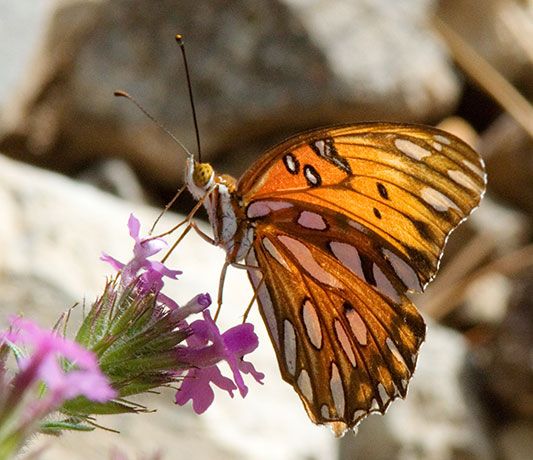 Gulf Fritillary Agraulis vanillae Butterfly