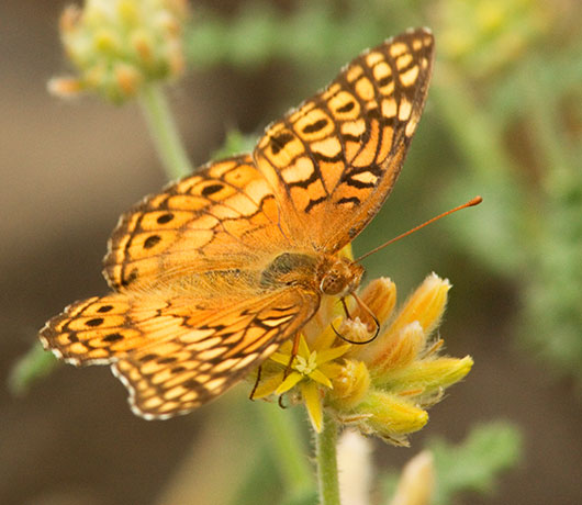 Variegated Fritillary Euptoieta claudia