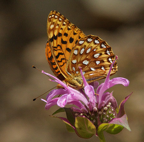 Atlantis Fritillary Speyeria atlantis Butterfly