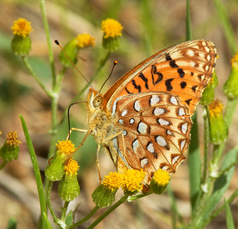 Atlantis Fritillary Speyeria atlantis Butterfly