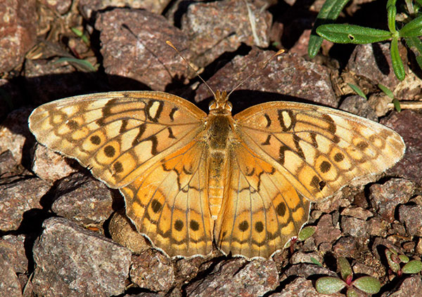 Variegated Fritillary Euptoieta claudia