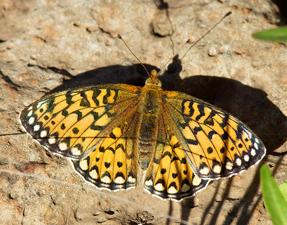 Mormon Fritillary Speyeria mormonia