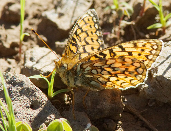 Mormon Fritillary Speyeria mormonia