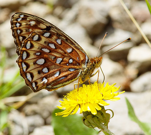Unidentified Fritillary Speyeria 
