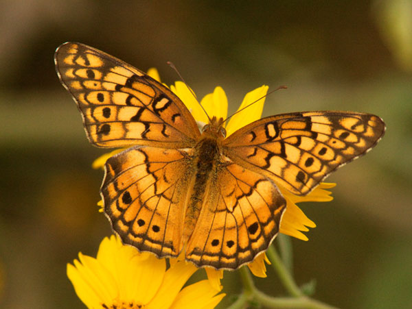 Variegated Fritillary Euptoieta claudia