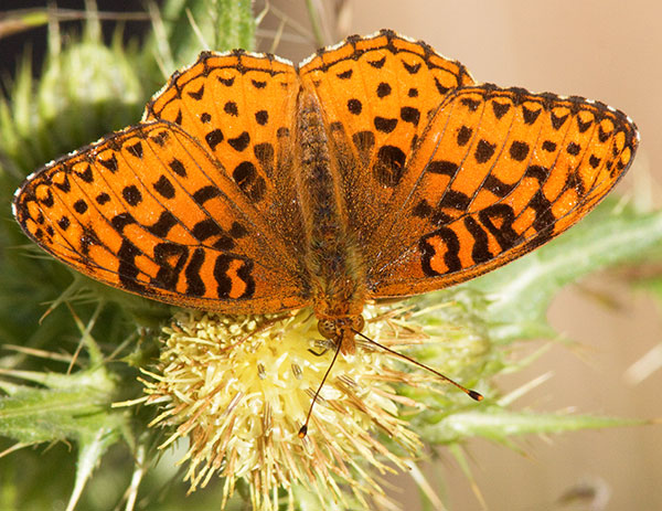 Atlantis Fritillary Speyeria atlantis Butterfly